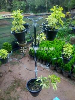 Metal Plant Stand