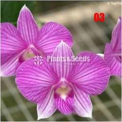 Dendrobium seedling size Plants