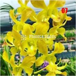 Dendrobium seedling size Plants