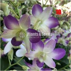Dendrobium seedling size Plants