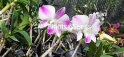 Dendrobium Orchid Plants
