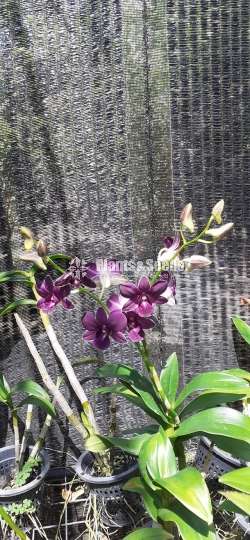 Dendrobium Orchid Plants