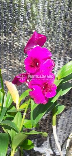 Dendrobium Orchid Plants