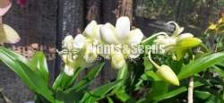 Dendrobium Orchid Plants