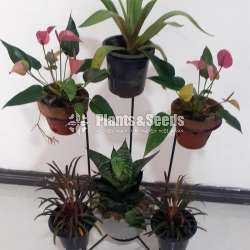 Plant Rack
