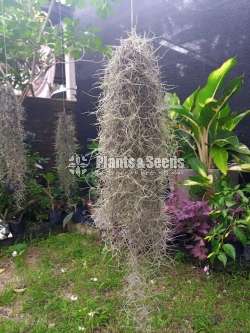 Air Plants