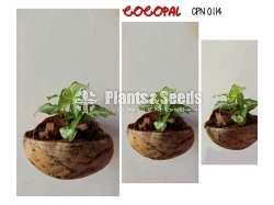 Syngonium Arrowhead 