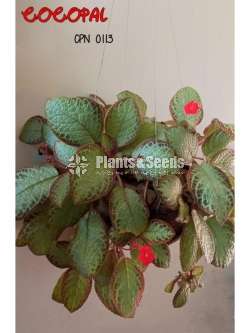 Episcia - Red Color
