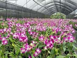 Dendrobium Orchid Plants
