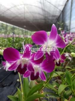 Dendrobium Orchid Plants