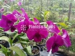 Dendrobium Orchid Plants