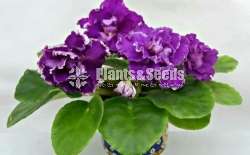 Africon Vilot