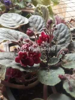 Africon Vilot