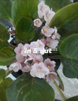 Africon Vilot