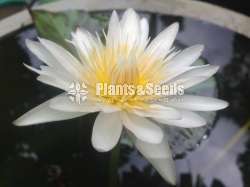 Red leaf white(Water Plant)
