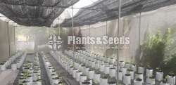 Green House Builders