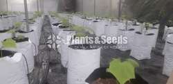 Green House Builders
