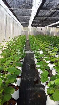 Green House Builders