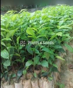 Tea Plants(තේ පැල )