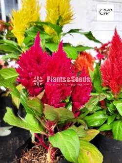 Celosia flower