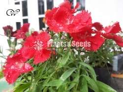 Carnation (කානේෂන් )