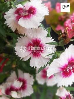 Carnation (කානේෂන් )