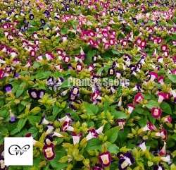 Torenia
