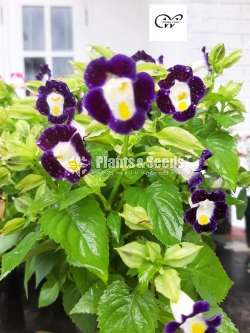 Torenia