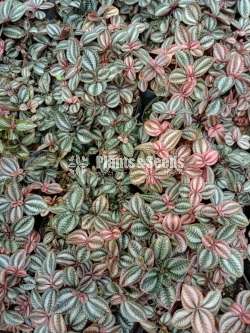 Outdoor Plants