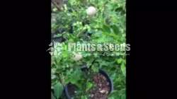Bud Woodapple Plants