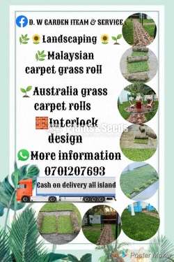 Malaysian Grass