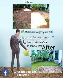 Malaysian Grass