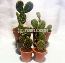Bunny Ears Cactus