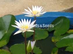 Sudu Manel Waterplants