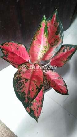 Aglonema Outdoor Plants