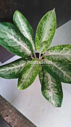Aglonema Outdoor Plants
