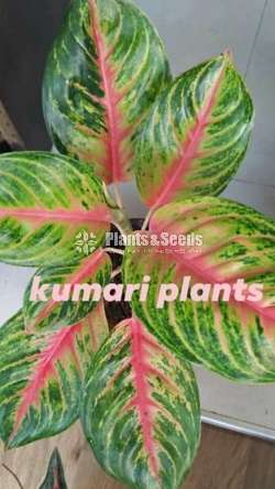 Aglonema Outdoor Plants