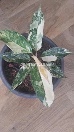 Aglonema Outdoor Plants