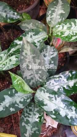 Aglonema Outdoor Plants