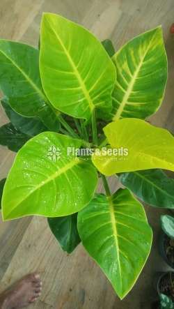 Philodendron Outdoor Plants 