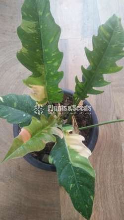 Philodendron Outdoor Plants 