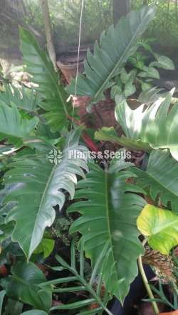 Philodendron Outdoor Plants 