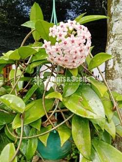 Hoya Plants