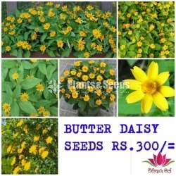 Flower Seeds