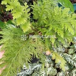 Outdoor Plants