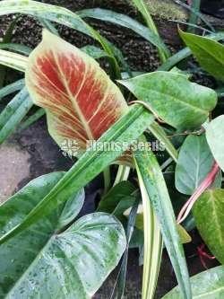 Philodendron Subhastatum