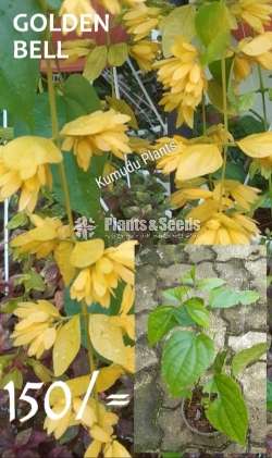 Golden Bell (ගෝල්ඩන් බෙල්)