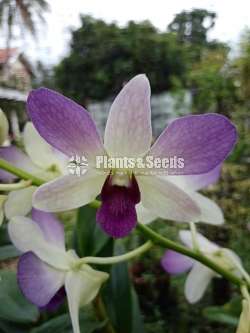 Orchid Plants With Flowers