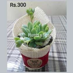 Cactus and Succulent Plants