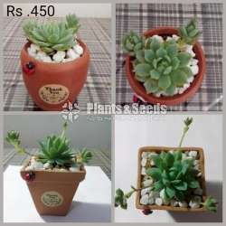 Cactus and Succulent Plants